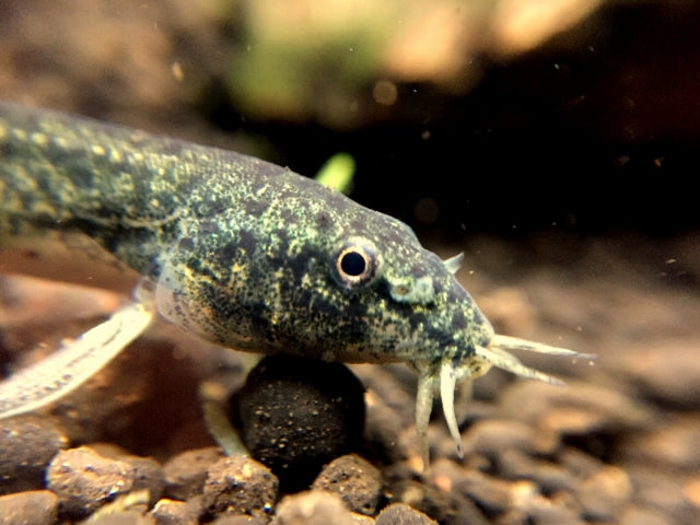 ドジョウに癒されよう!飼育方法や餌、採集方法など