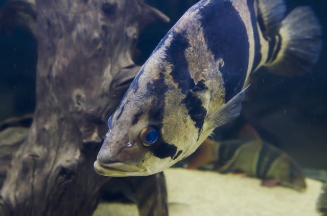 ダトニオの種類や飼育法!プラスワンってどういう意味?