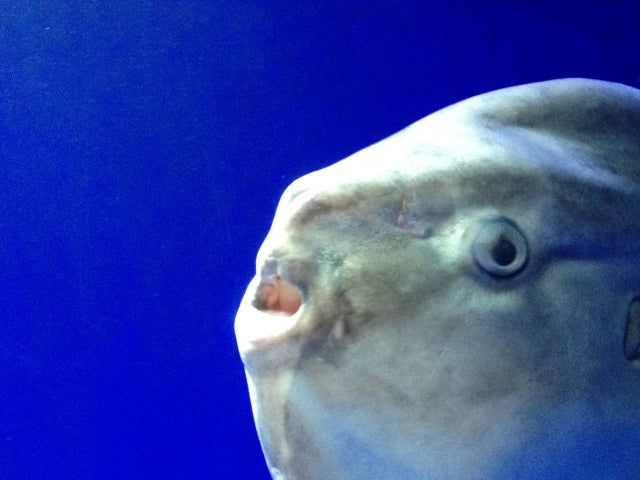 マンボウの種類や特徴について!弱い生き物説は本当?