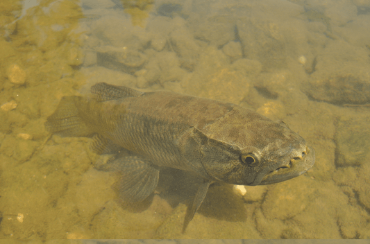 タライロンの飼育法や最大サイズは?獰猛な肉食魚を飼う上での注意点とは