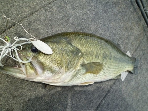 スピナーベイトはバス釣り鉄板ルアー！選び方や使い方とは？ – Fish