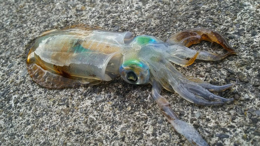 セフィアSSのラインナップや特徴とは?高度な操作性を体感!