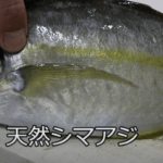 シマアジは刺身が絶品な高級魚!
