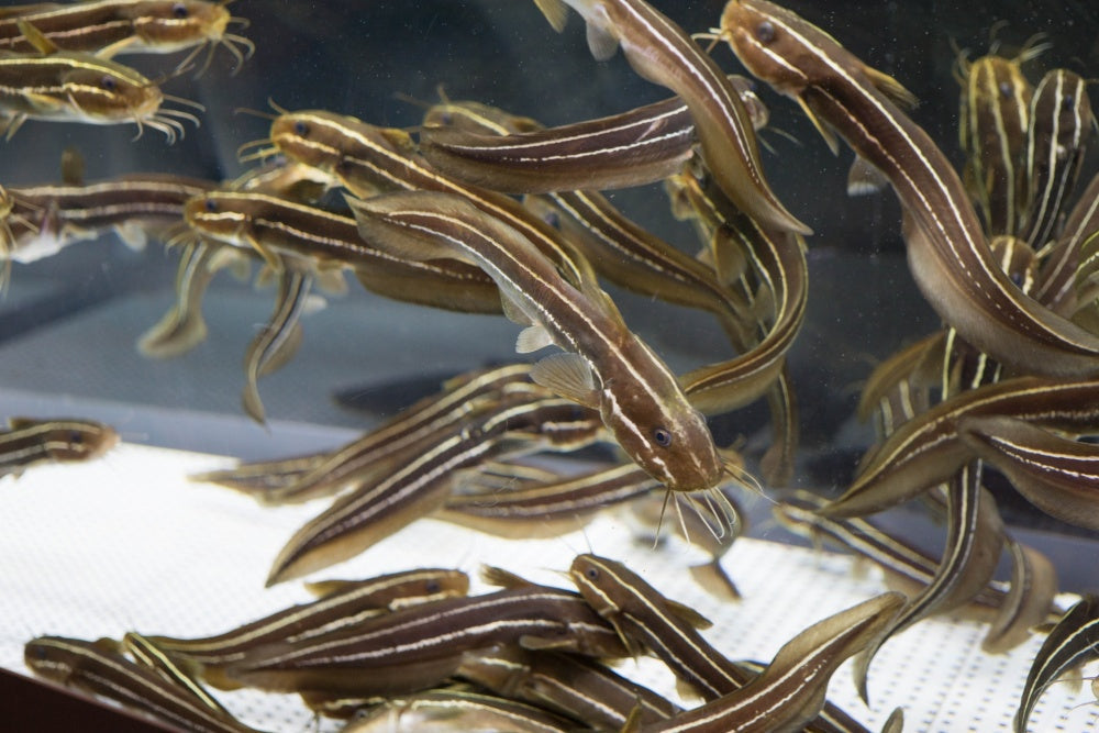 ゴンズイを知ろう!毒針の危険性・刺された際の対処、料理法など