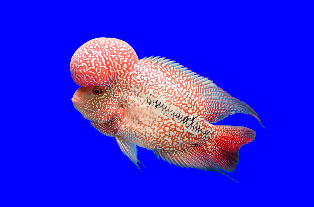 フラワーホーンの種類や飼育法！餌や混泳の注意点は？ – Fish