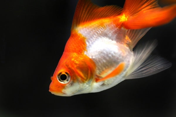 金魚の病気の種類と治療法を徹底網羅!症状と予防法もチェック!