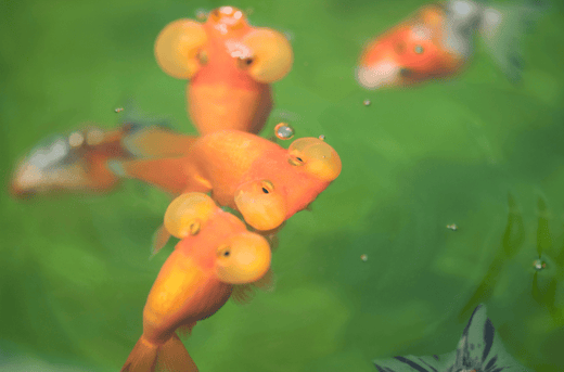水泡眼はほっぺたが可愛い金魚!袋は破けても治る?