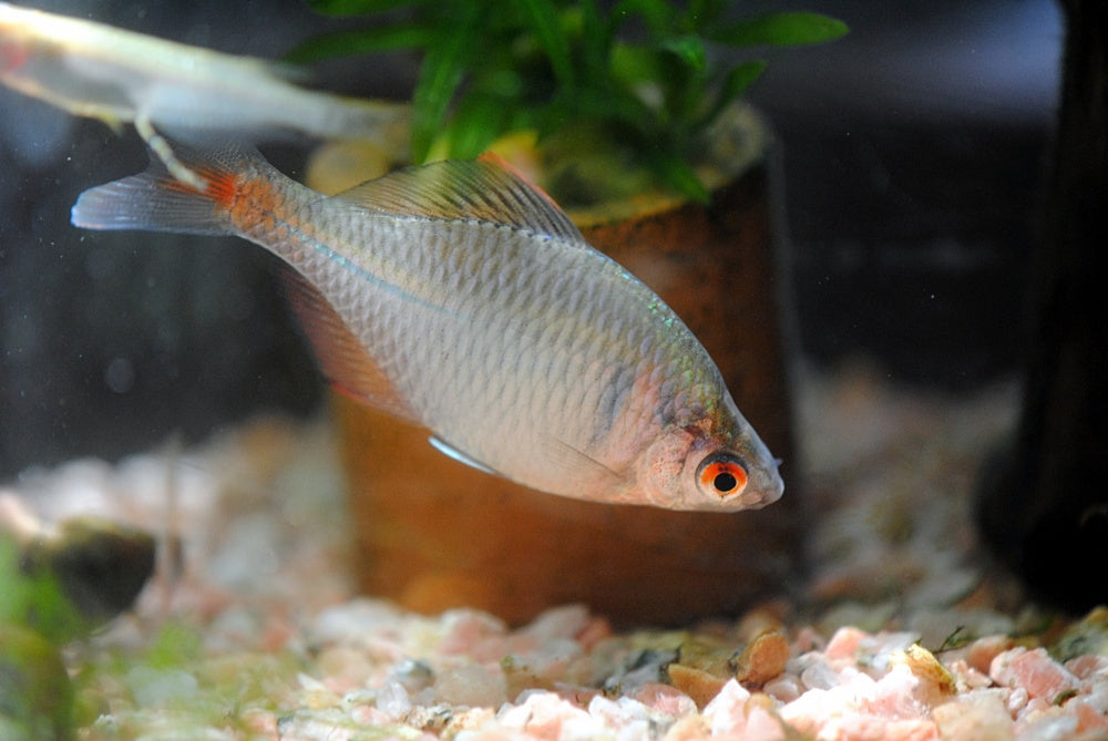 タイリクバラタナゴの釣り方と飼育法!綺麗だけど外来種って知ってた?