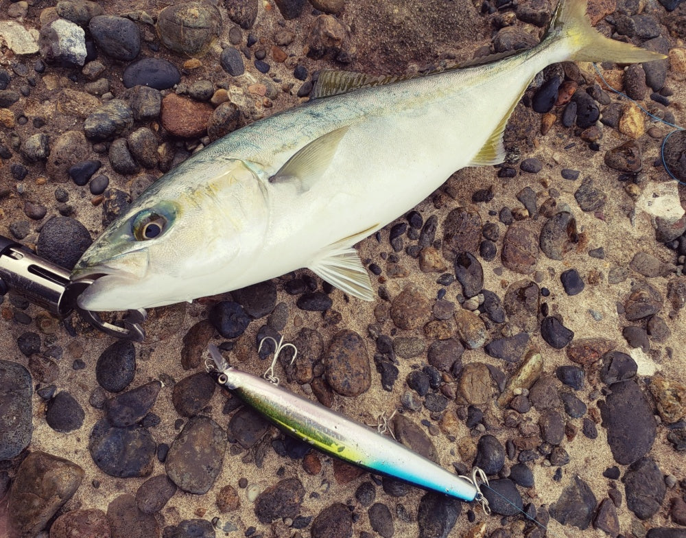 コルトスナイパーBBと他機種を比較！ショアジギング入門に最適