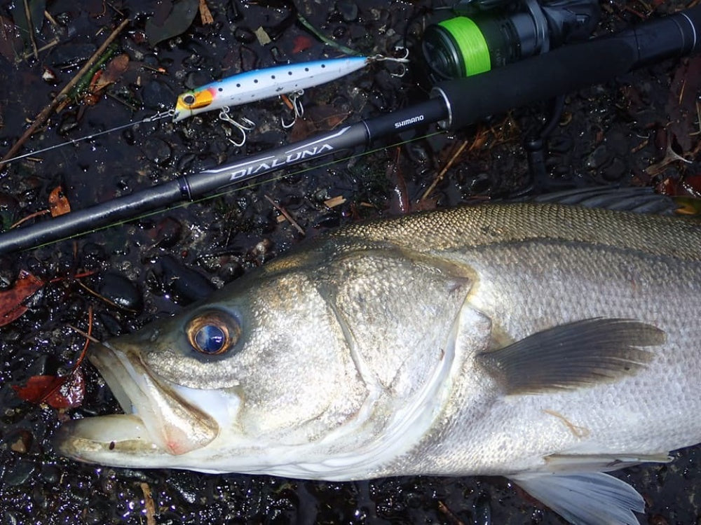 ディアルーナは青物やヒラメでも使える万能ロッド！どんなリールを合わせる？ – Fish Paradise