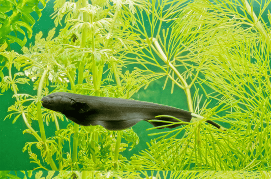 ブラックゴーストは不思議な熱帯魚!飼育法やレイアウトのコツは?