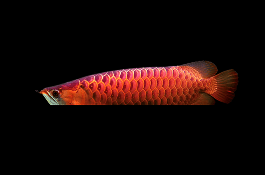 アジアアロワナの種類や特徴!貴重な古代魚の飼育方法とは?