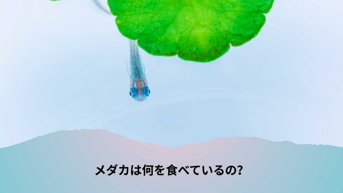 メダカは何を食べているの?