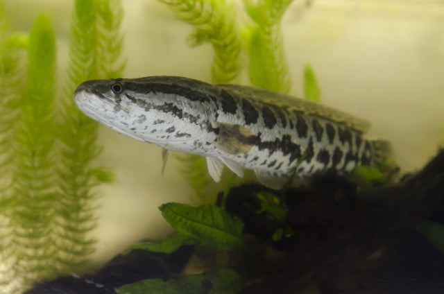 雷魚を知ろう!気になる生態や飼育のポイントをチェック!