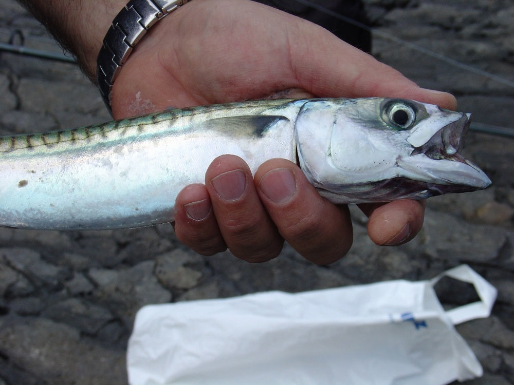 サバをルアーで狙うためのタックル・釣り方は?サバングにトライ!