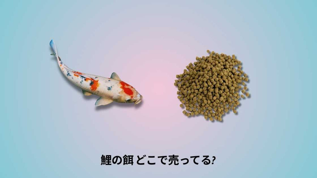 鯉の餌 どこで売ってる|購入場所と選び方ガイド