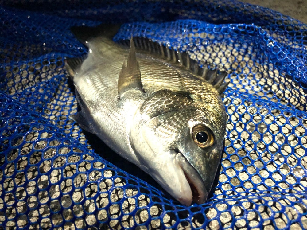 Amazon.co.jp: シマノ(SHIMANO) チニングロッド 20 ブレニアス