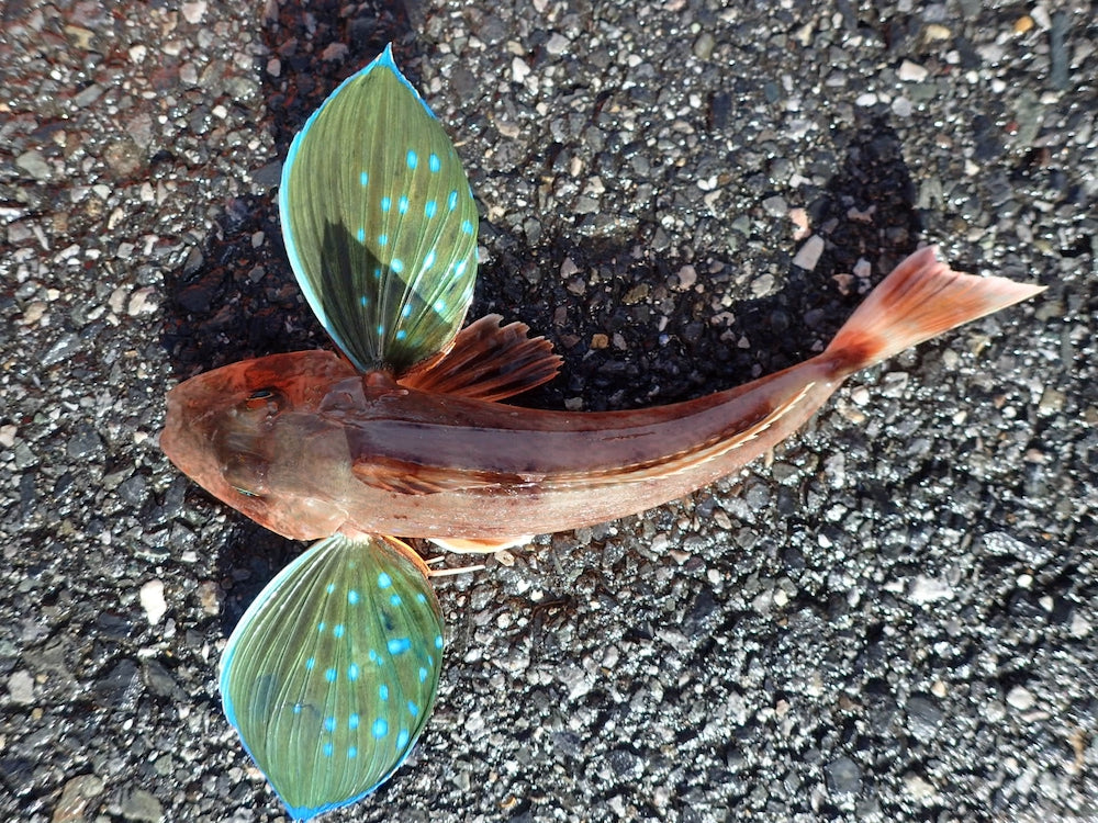 ホウボウは海底を歩く奇妙な魚!食べたら意外と美味しい?