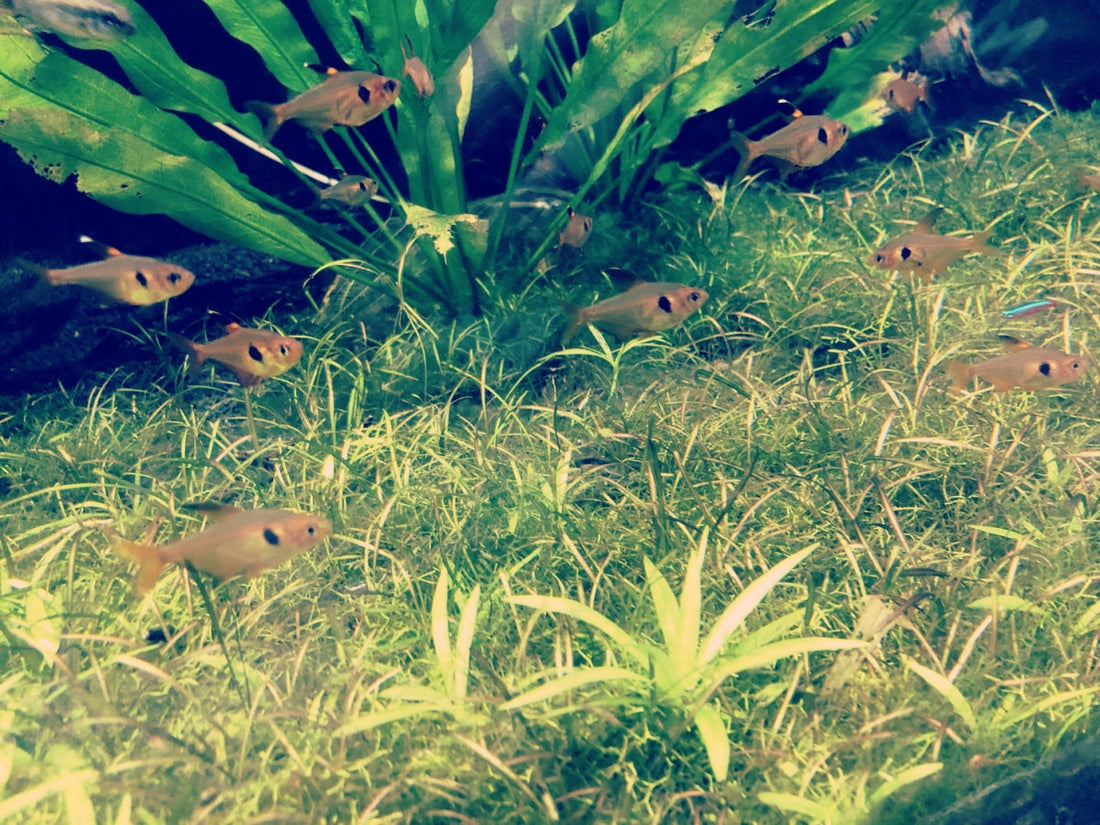 45センチ(cm)水槽・水槽セット9選!どんな観賞魚が飼える?