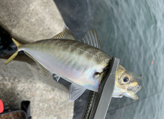 アジングロッドのおすすめランキング【2023年最新版】高コスパからハイエンドモデルまで