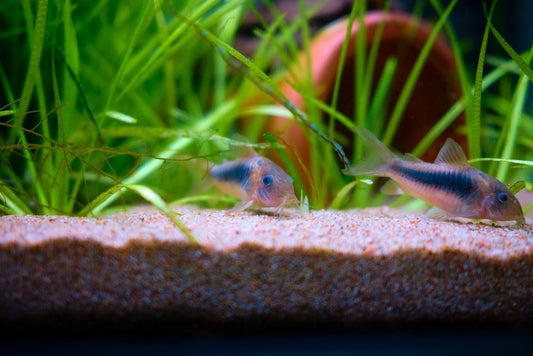 アンモニアから水槽の魚を守れ!発生原因や下がらない時の対策法