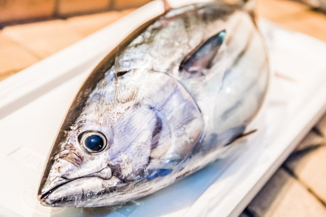 カツオの旬や美味しい食べ方は?釣り味も楽しめる大型魚!