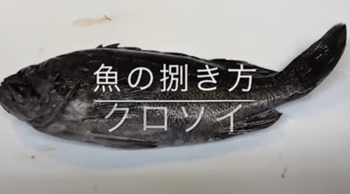 クロソイは刺身や煮付けが美味しい根魚!気になる値段相場や寄生虫の有無は?