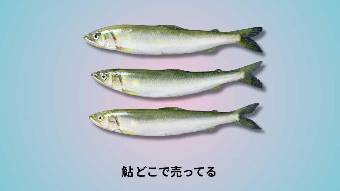 鮎 どこで売ってる|購入場所と選び方のポイント