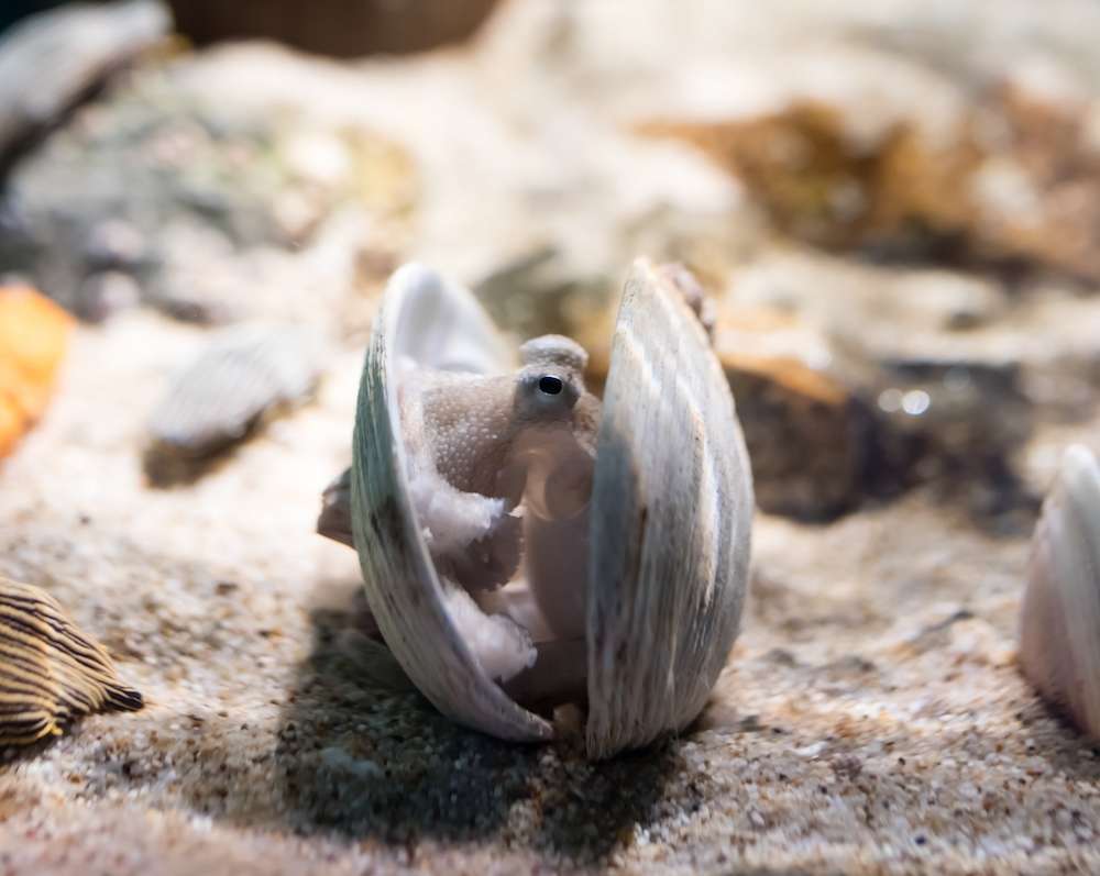 イイダコ釣りは手軽で初心者にもおすすめ!タックルや仕掛け、釣り方は?