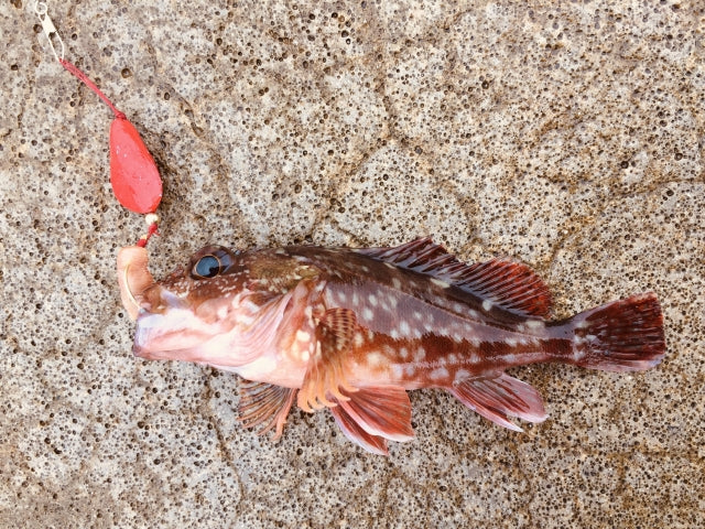 ブラクリでお手軽フィッシング!釣り方・餌選びの超基本