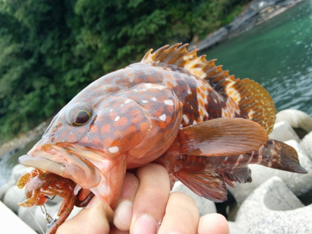 ロックフィッシュ(根魚)を釣ろう!どんなタックルやリグが適している?