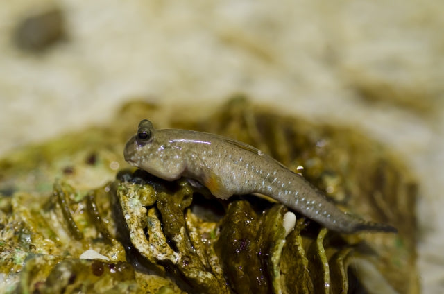 トビハゼがかわいい！飼育法や気になる生態、繁殖方法まで！ – Fish Paradise