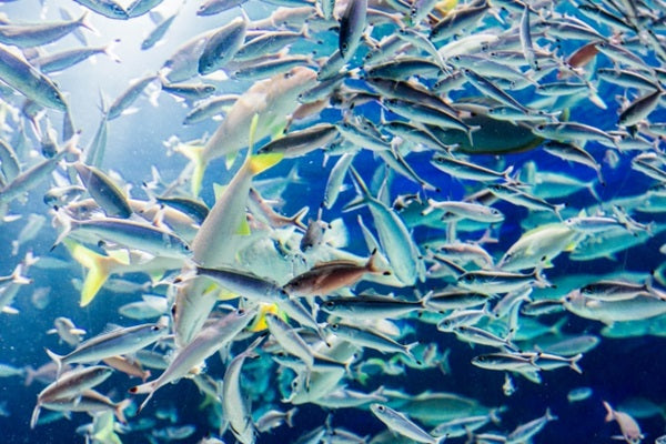 海水魚の餌の種類と選び方!おすすめ餌と餌やりのコツは?