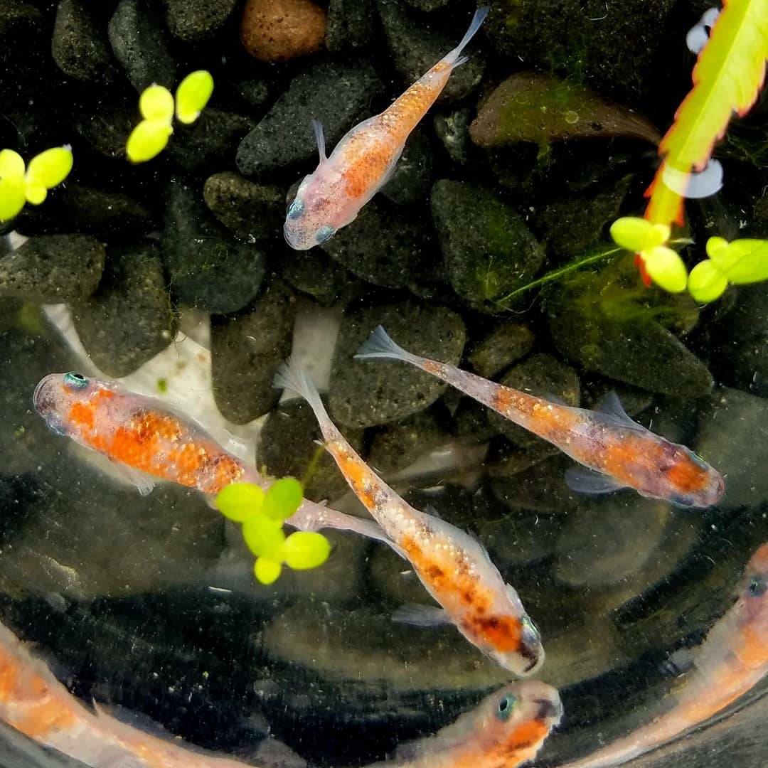 Vol.1 三色メダカに魅了されて…(奈良県奈良市/ナベさん )