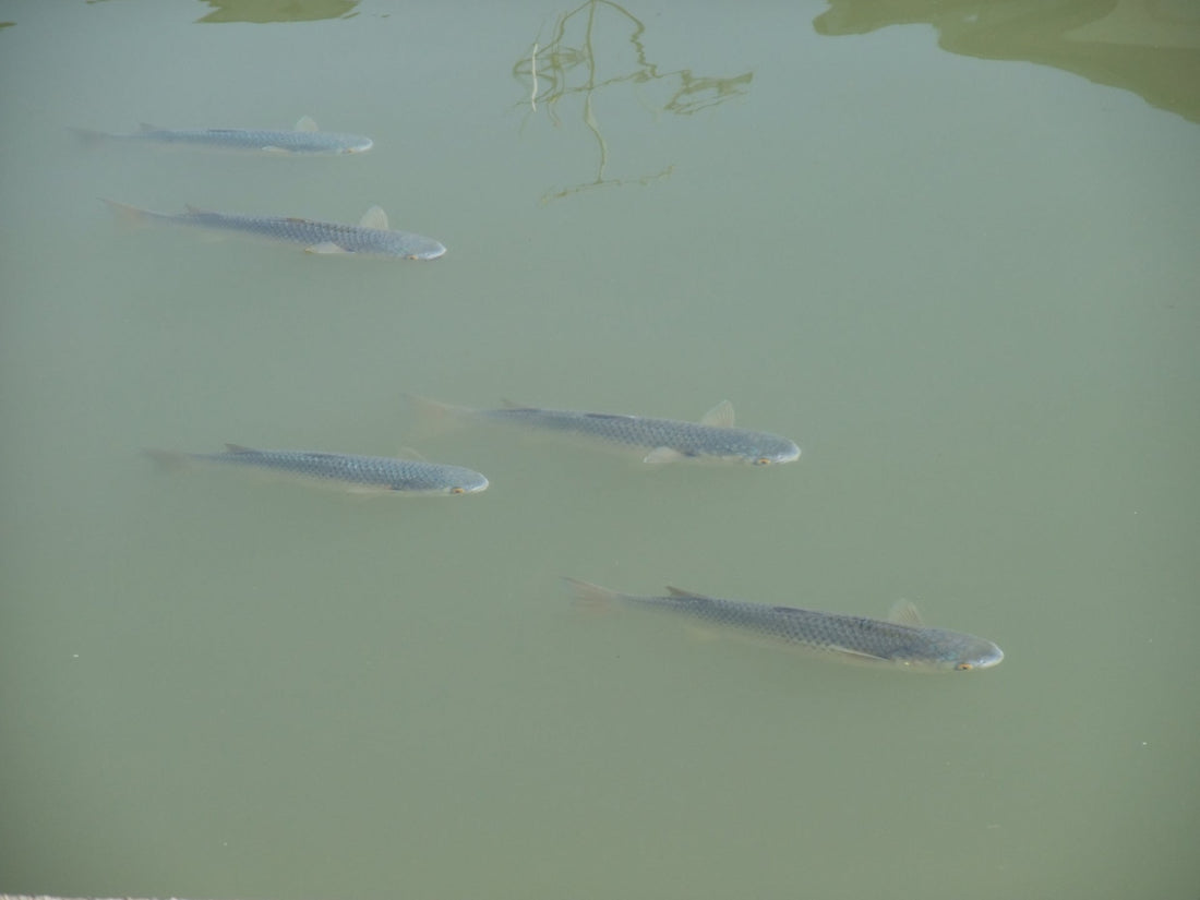 ボラは意外と美味しい魚!気になる臭いの抜き方とは?