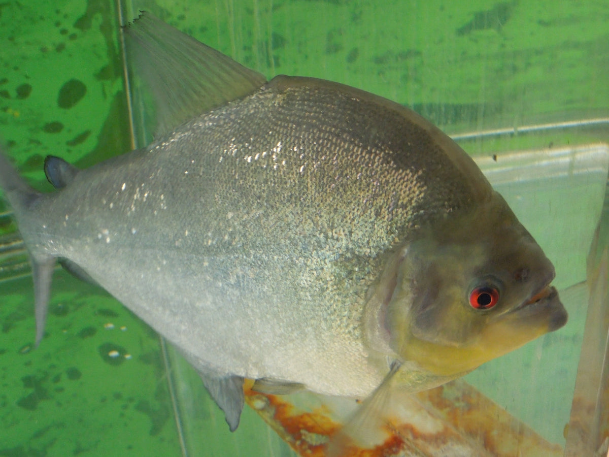 Amazon.co.jp: ザ・ピラニア: 肉食魚の飼育と楽しみ方