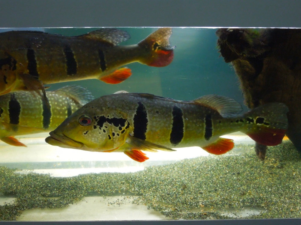 ピーコックバスの全15種の特徴と分布！釣り方や必要なタックルは