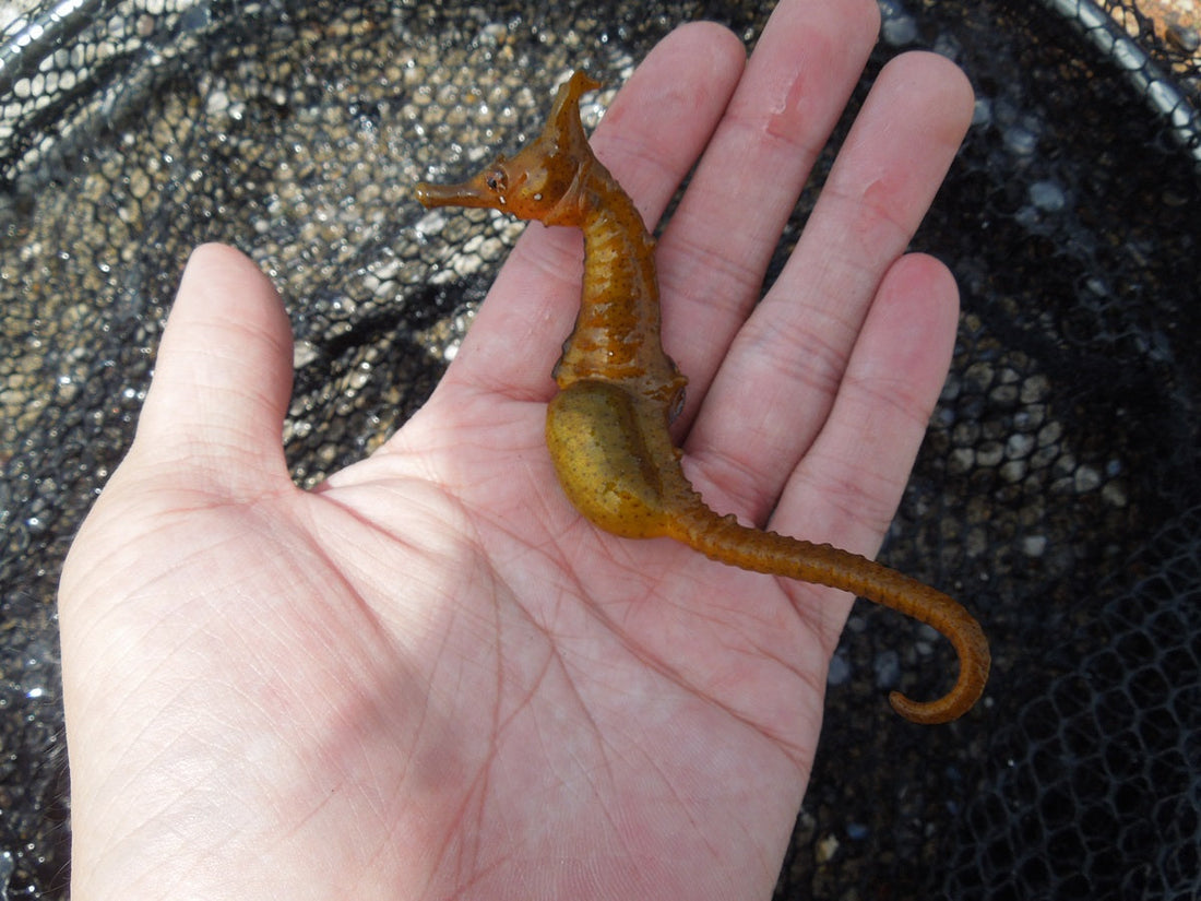タツノオトシゴはオスが出産する!?専門の養殖場が鹿児島にあった?