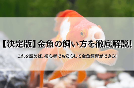 【決定版】金魚の飼い方の基本!初心者でも簡単にキンギョ生活を楽しもう