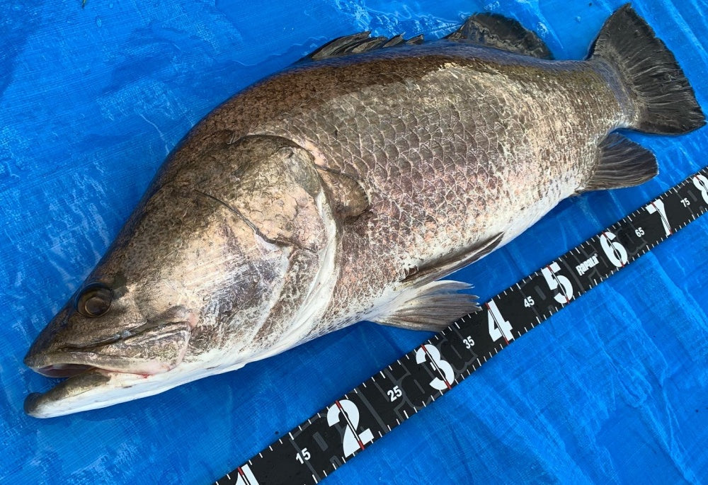 アカメの生態や釣り方は?幻の魚と言われる日本三大怪魚の一角