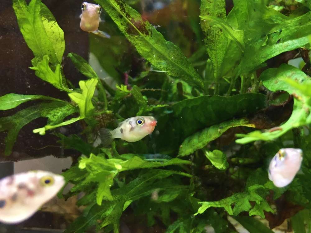 アベニーパファーの混泳の注意点!相性が良いのはどんな魚?