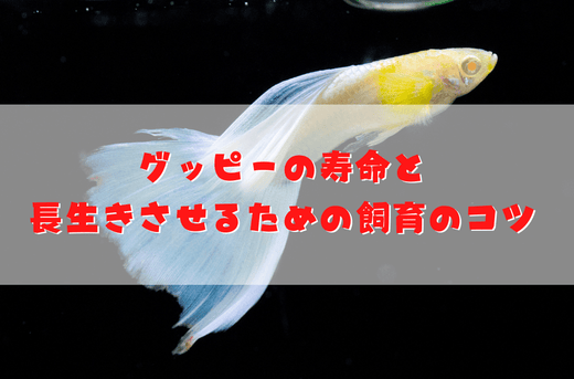 グッピーの寿命はどれくらい?長生きさせる飼育のコツと老衰の兆候