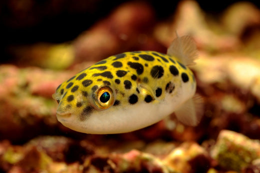 ミドリフグの飼育の基本や歯切りの方法!模様が可愛い汽水魚!