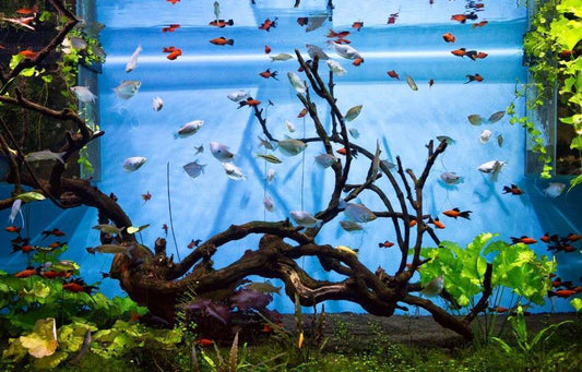 初心者は要注意!?実は飼育が難しい熱帯魚TOP10!難しい理由も知っておこう