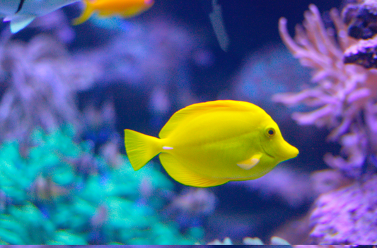 海水魚で気を付けたい病気と治療法!健康に海水魚を飼育するコツは?