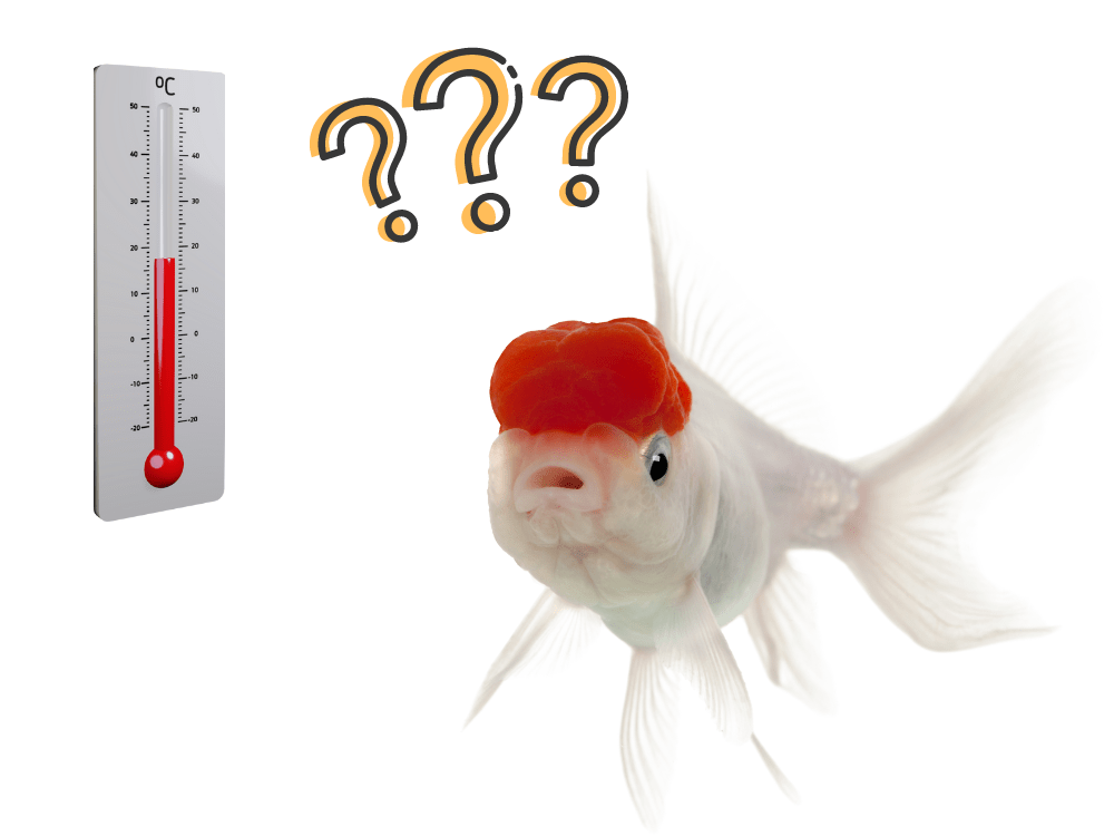 金魚飼育に最適な水温(適温)は?夏・冬の水温変化を抑える方法とは