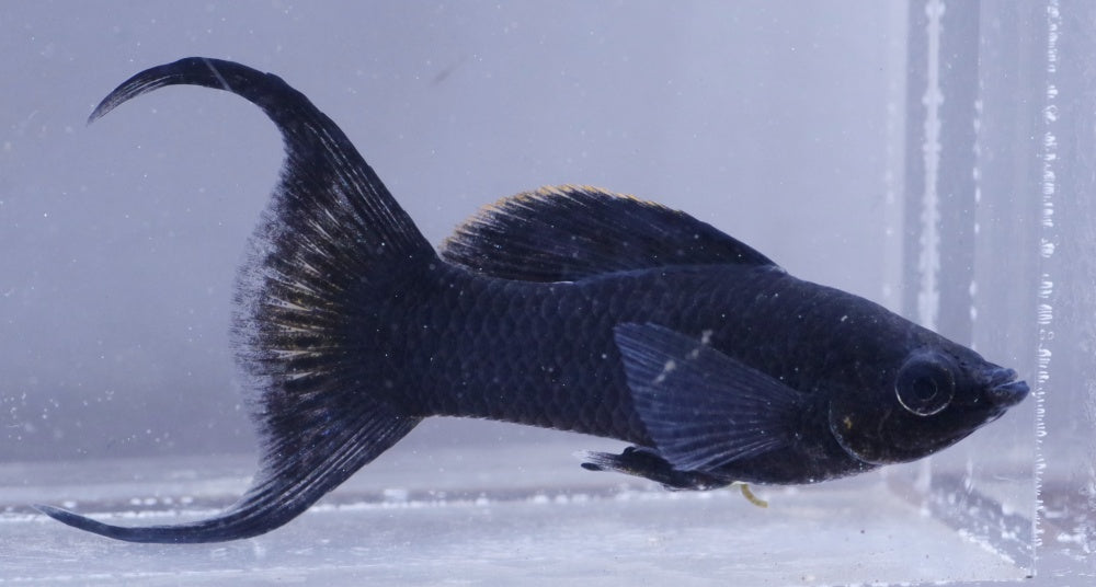 ブラックモーリー飼育の基本!コケや油膜はどれくらい食べる?