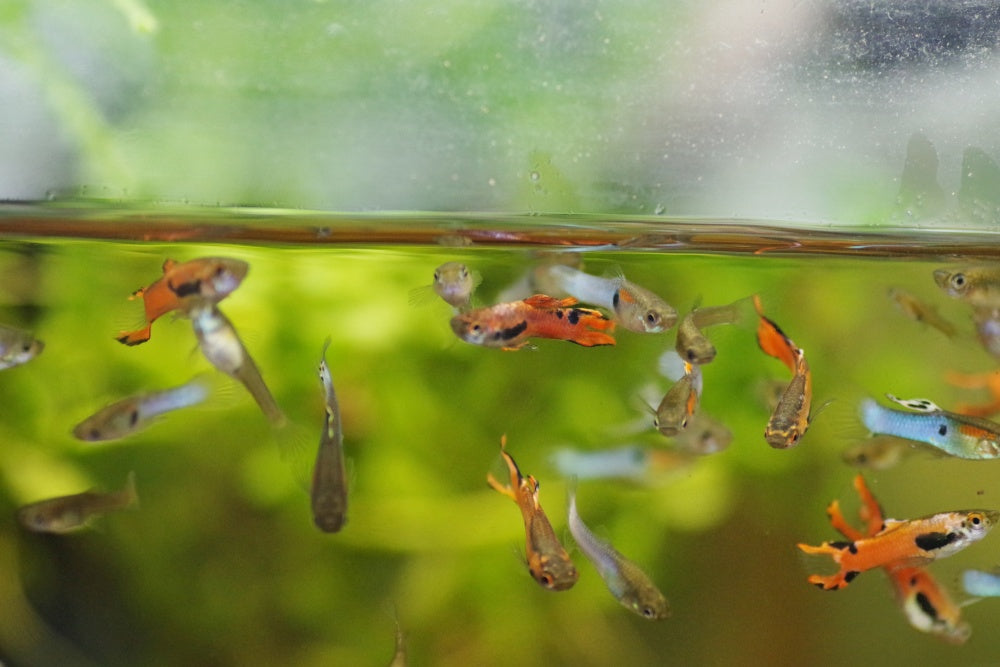 【初心者向け】これだけは押さえておくべし!プロが教える熱帯魚飼育の7つのコツ!