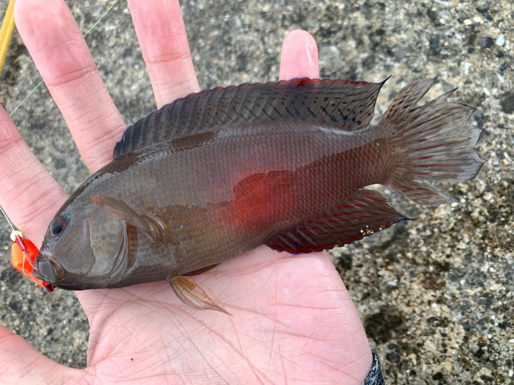 メギスって知ってる?ニギスとの違いや気になる特徴や生態!