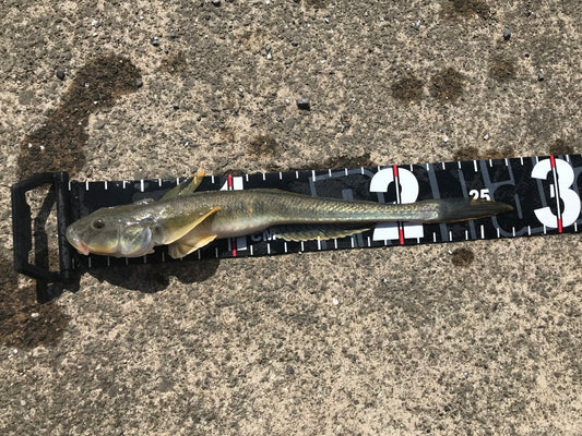 編集部の魚食探検記Part2:有明海に潜むモンスターハゼを釣って食べる